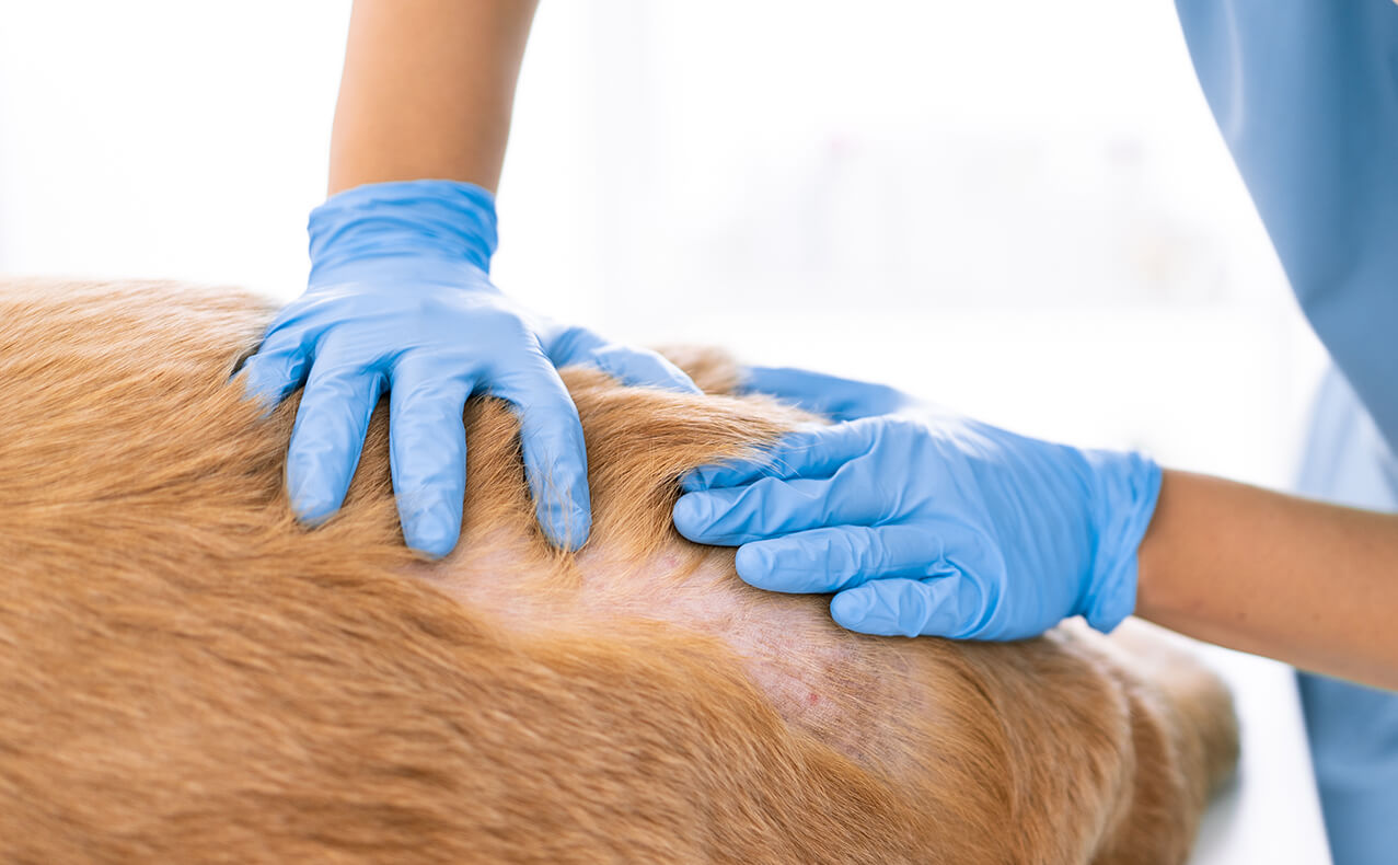Exploración dermatológica veterinaria de un perro