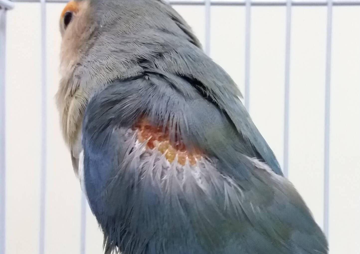 Ave exótica con una lesión dermatológica en el plumaje